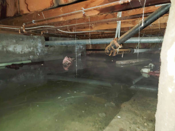 Best Local water damage restoration  in Ordway, CO